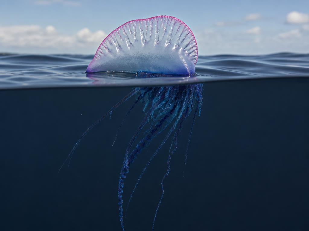 A blue and pink Portuguese man o' war float on the water surface