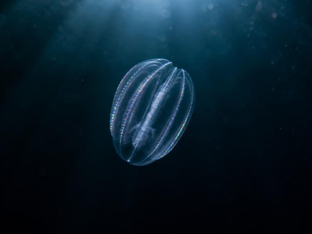 A transparent comb jelly with rainbow light running along its rows of cilia