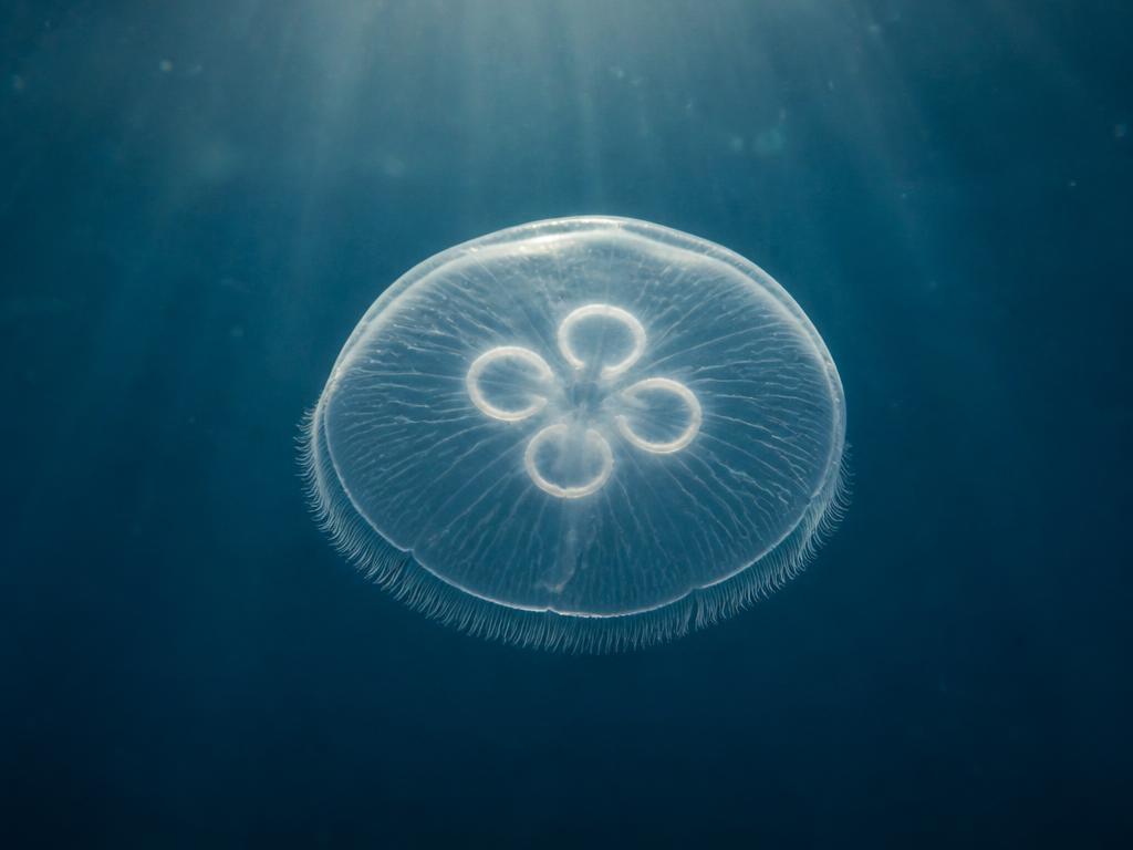 A clear moon jelly with four pale horseshoe shapes visible in its bell