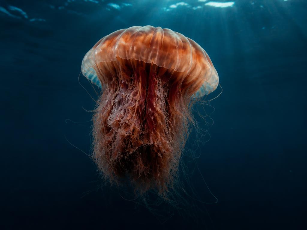 A large rust-colored lion's mane jelly with a dense mane of tentacles